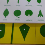 12 feuilles2tir1400674